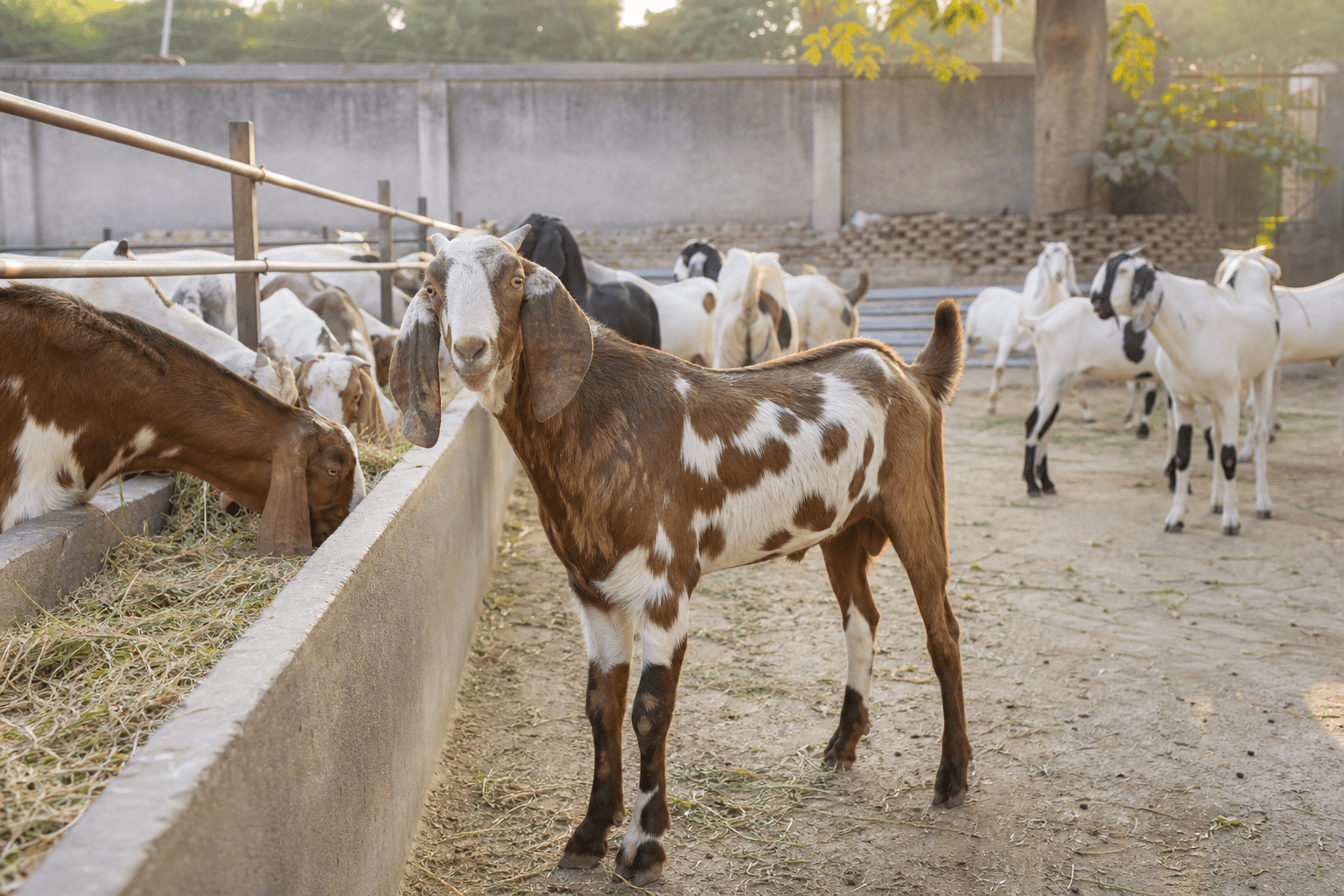 Farm-raised goats in clean enclosure